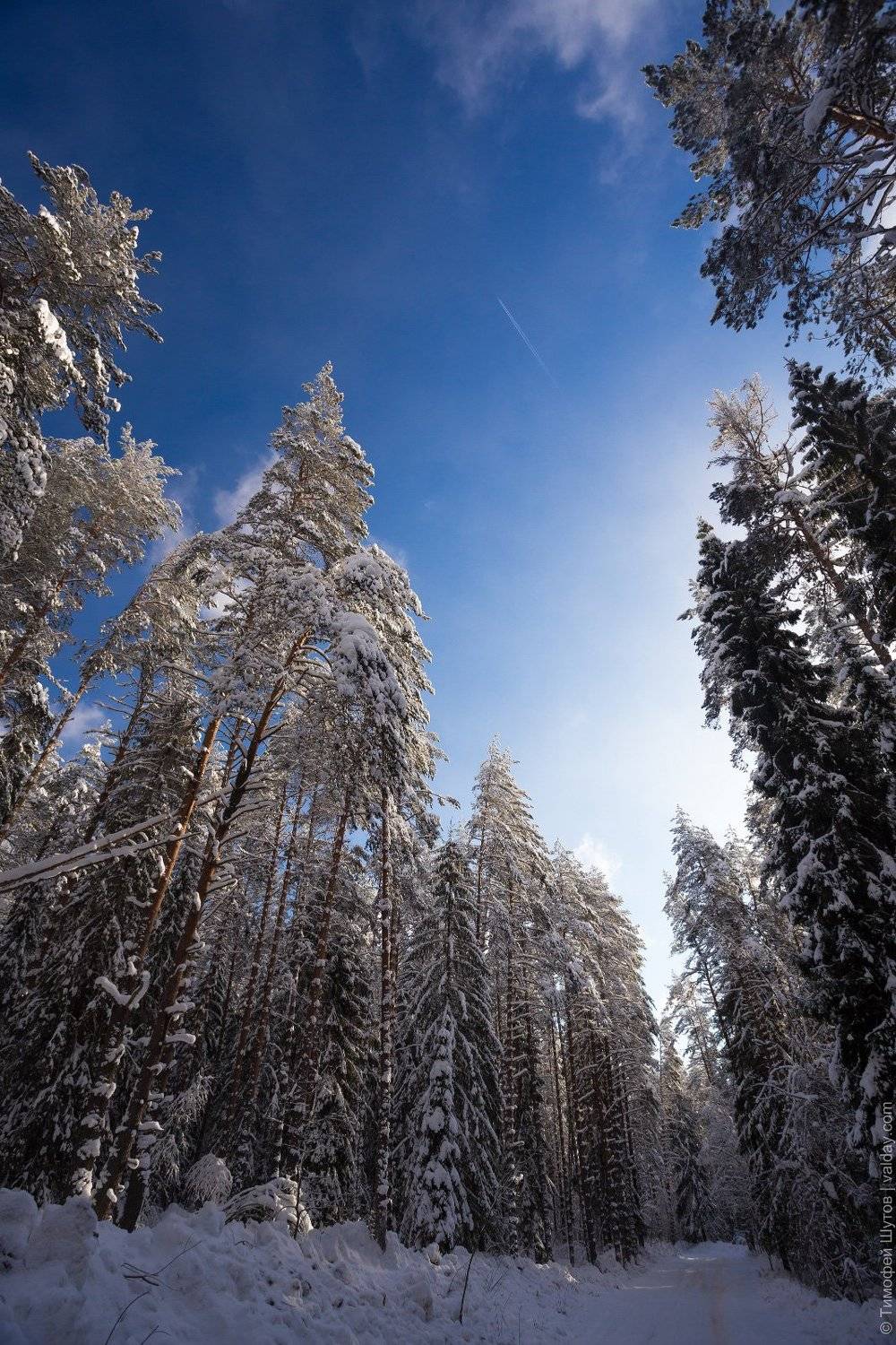 , Тимофей Шутов