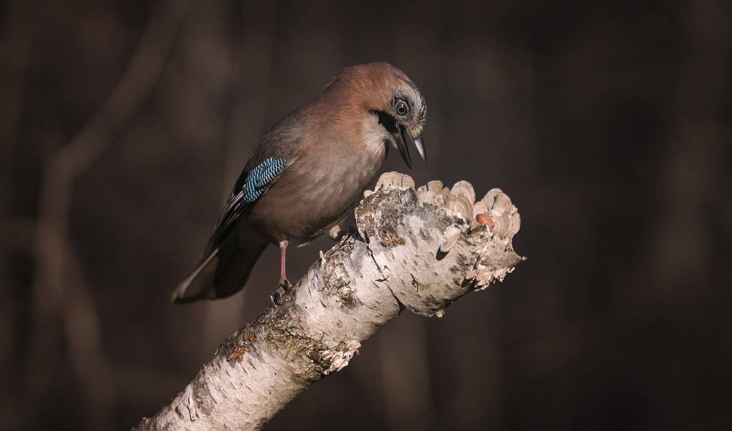 природа, лес, животные, птицы, Дмитрий Посевич
