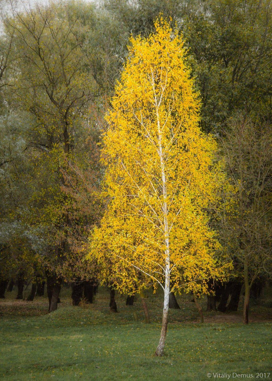 береза, березы, желтый, осень, контраст, цвет, Виталий