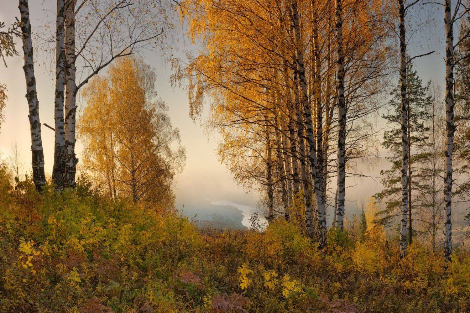 , Дмитрий Медянцев