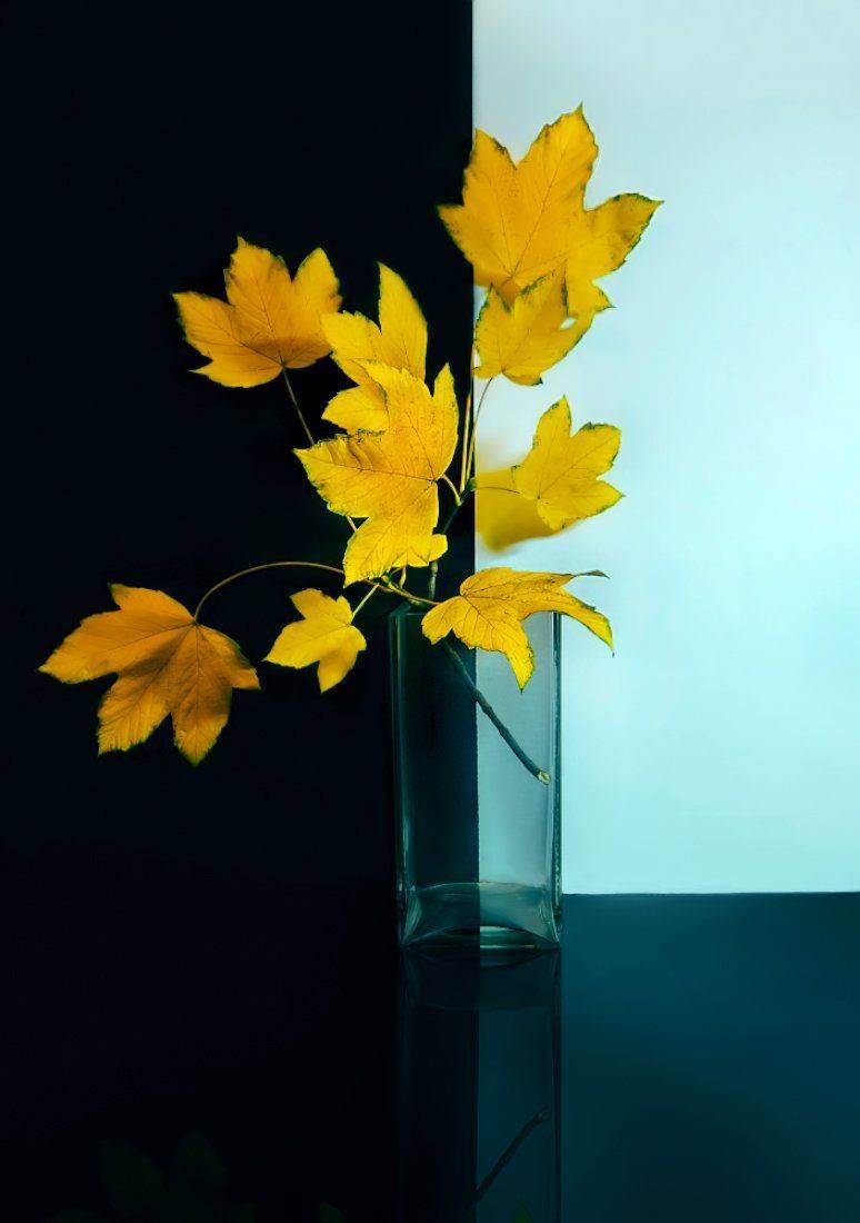 , Елена Брежицкая