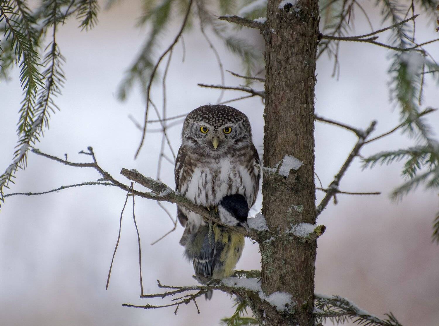 птицы,природа,зима,сова, Андрей Киселёв