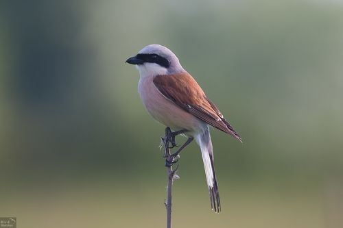 Lanius collurio. Male