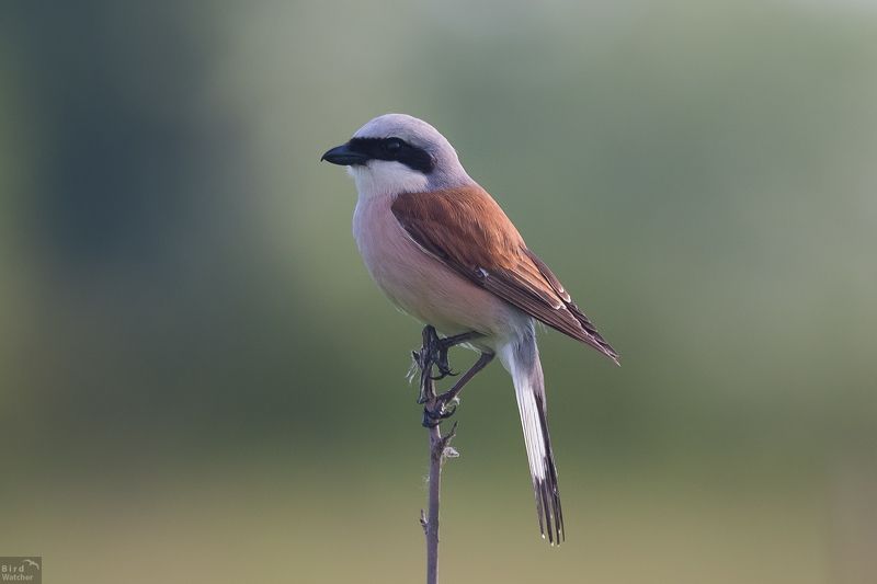 Lanius collurio, male, bird, birds, Nature Lanius collurio. Male фото превью
