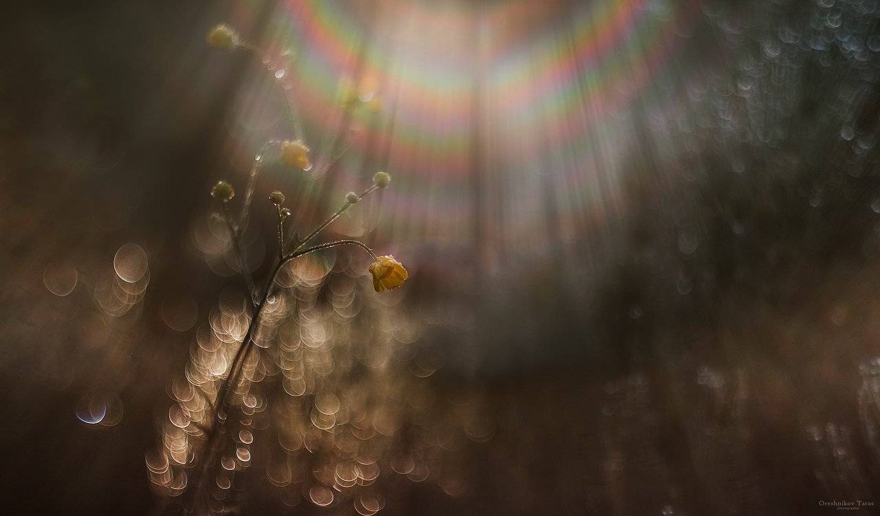 макро,гелиос,природа,боке,лето,утро,осень,свет,цветы,радуга,цвет, Taras