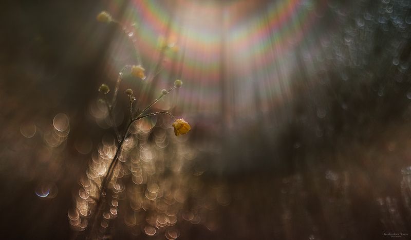 макро,гелиос,природа,боке,лето,утро,осень,свет,цветы,радуга,цвет  фото превью