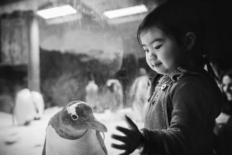 hello Mr. penguin фото превью
