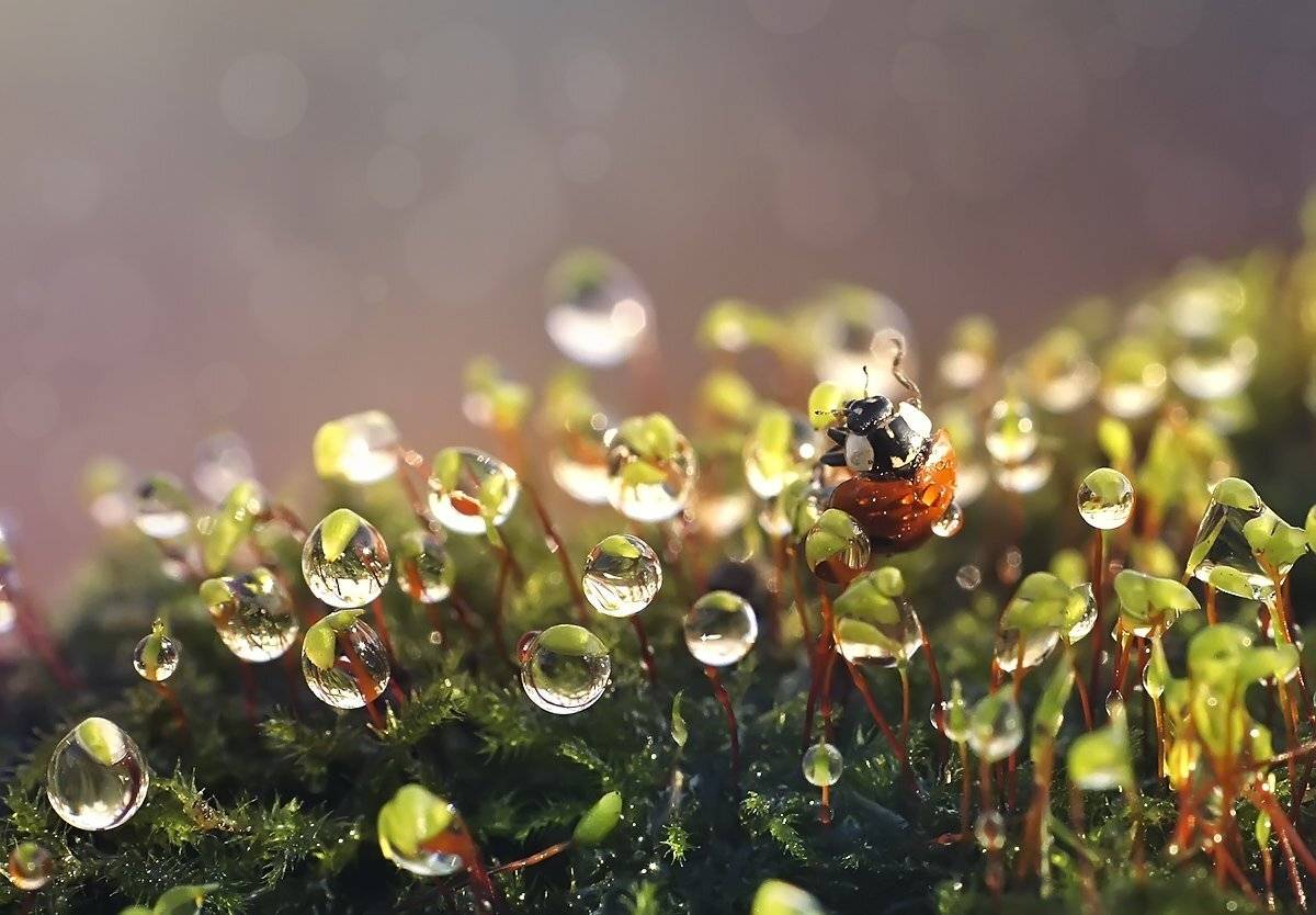 макро,божья коровка,капли, Гарик Соколов