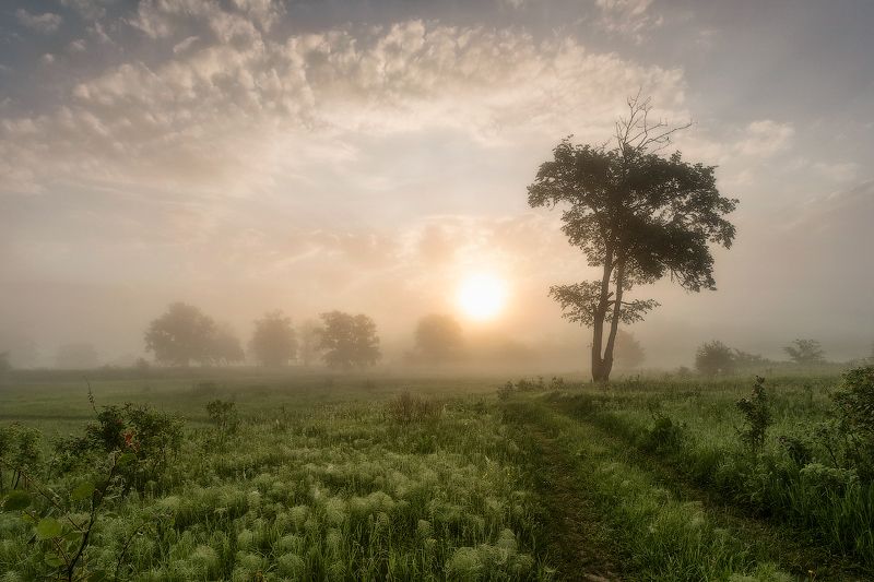 природа утро лето Летним утром в лугах фото превью