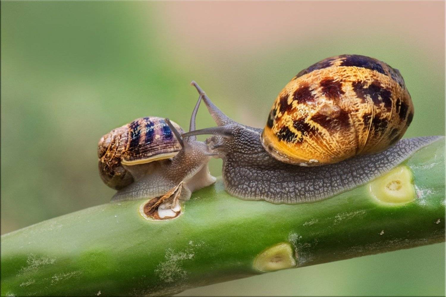 улитки, ноябрь, утро, Людмила Бекман