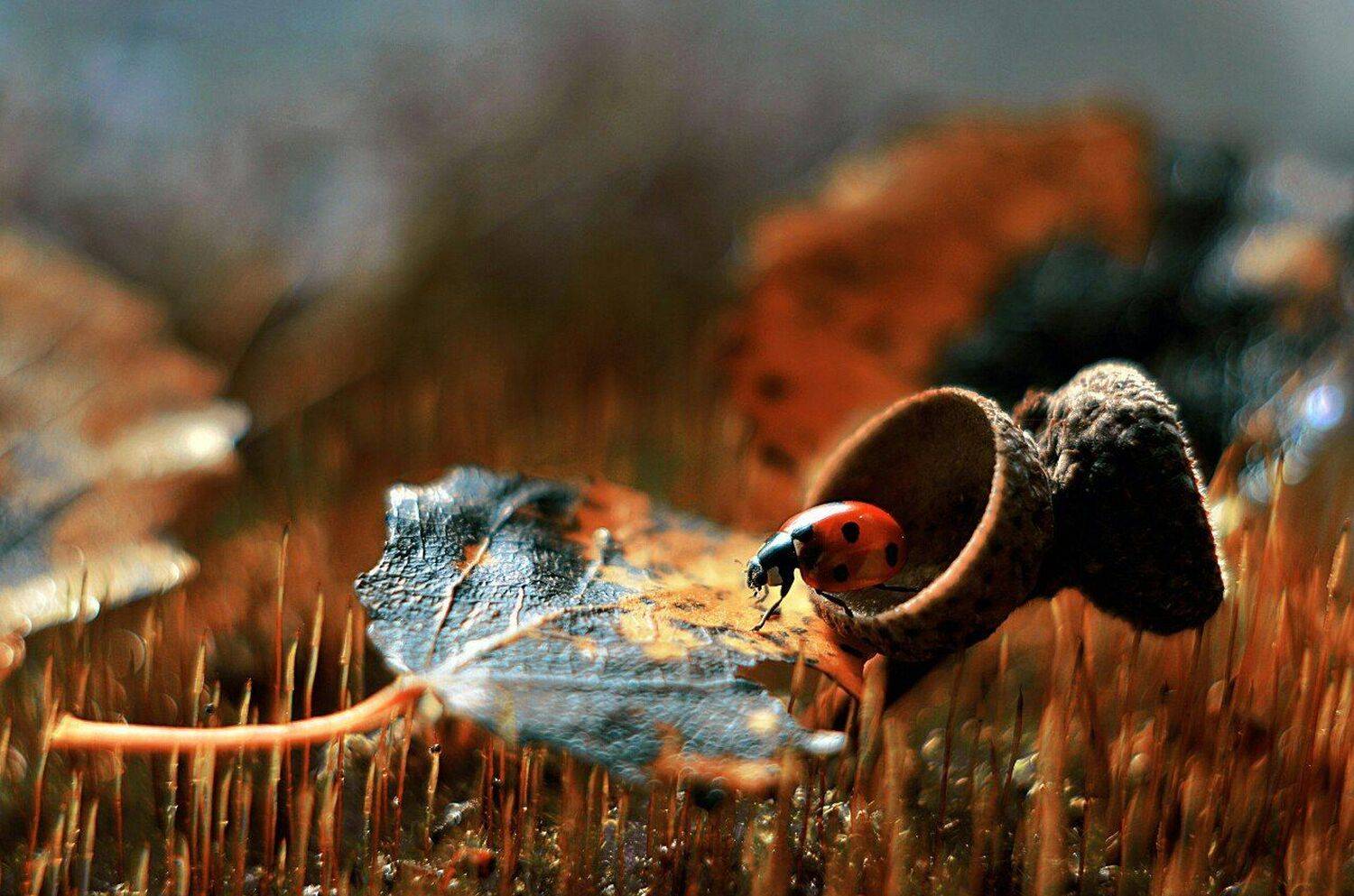 , Лапшина Владлена