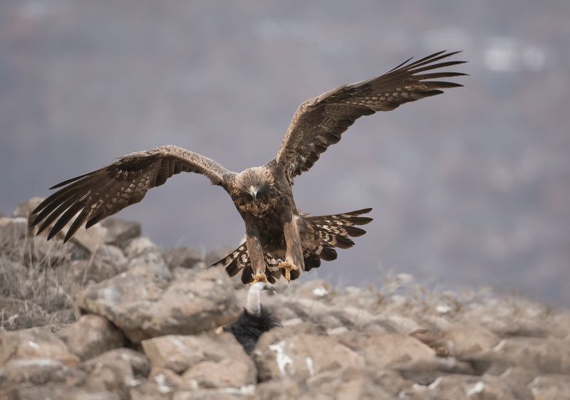 Скален орел   Aquila chrysaetos  фото превью