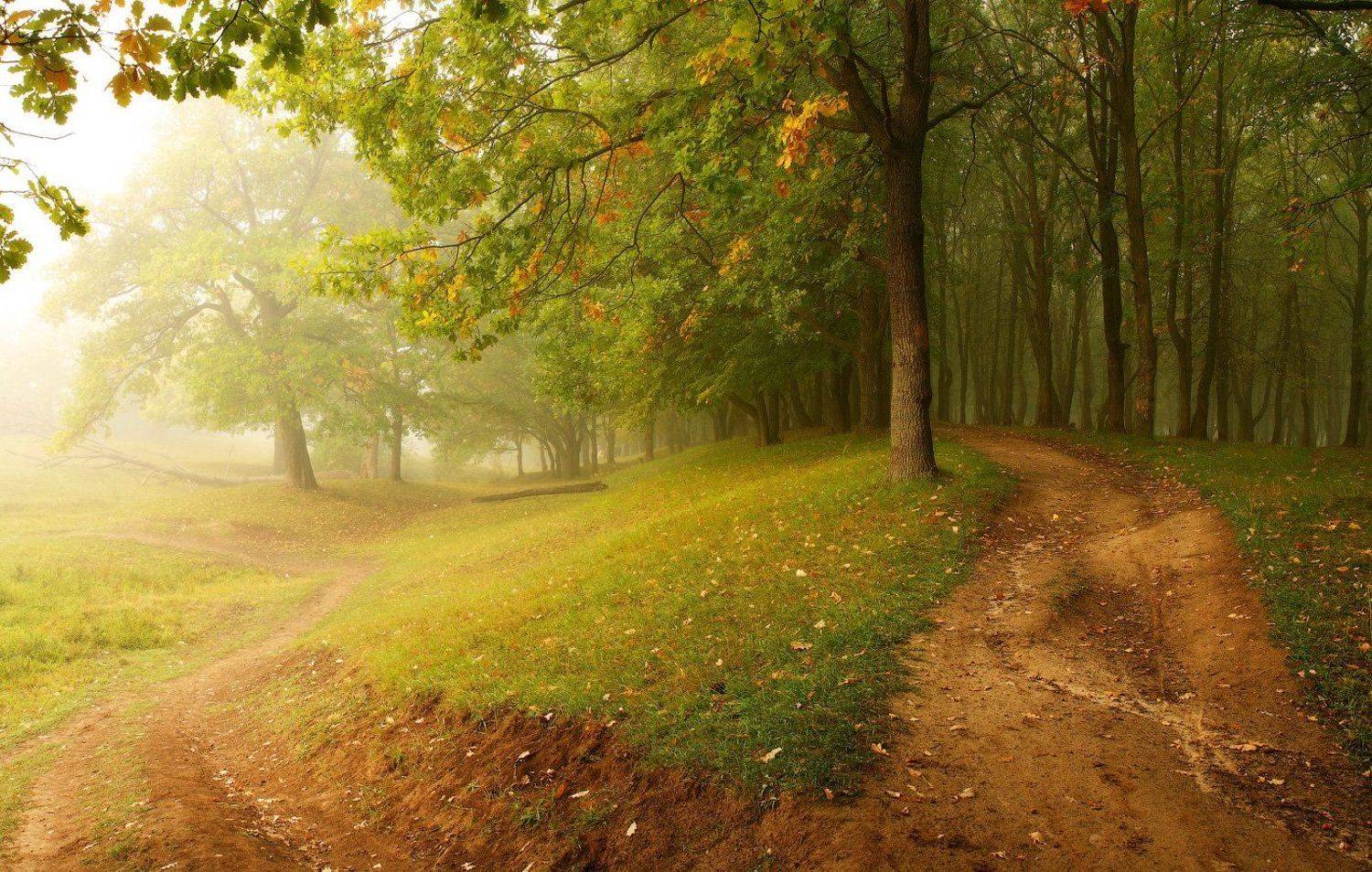 природа утро лето, Михаил Корнилов