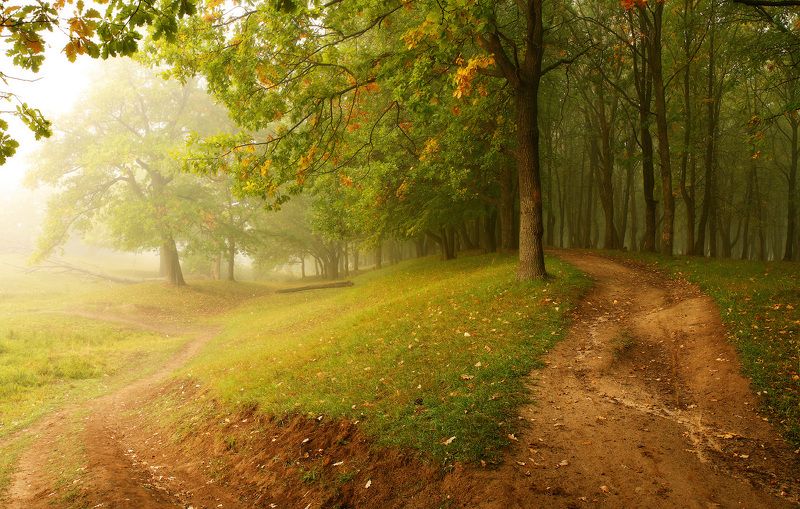 природа утро лето Лес фото превью