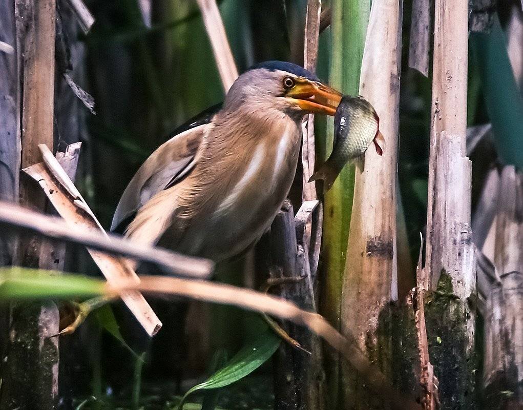 , Вячеслав Мищенко