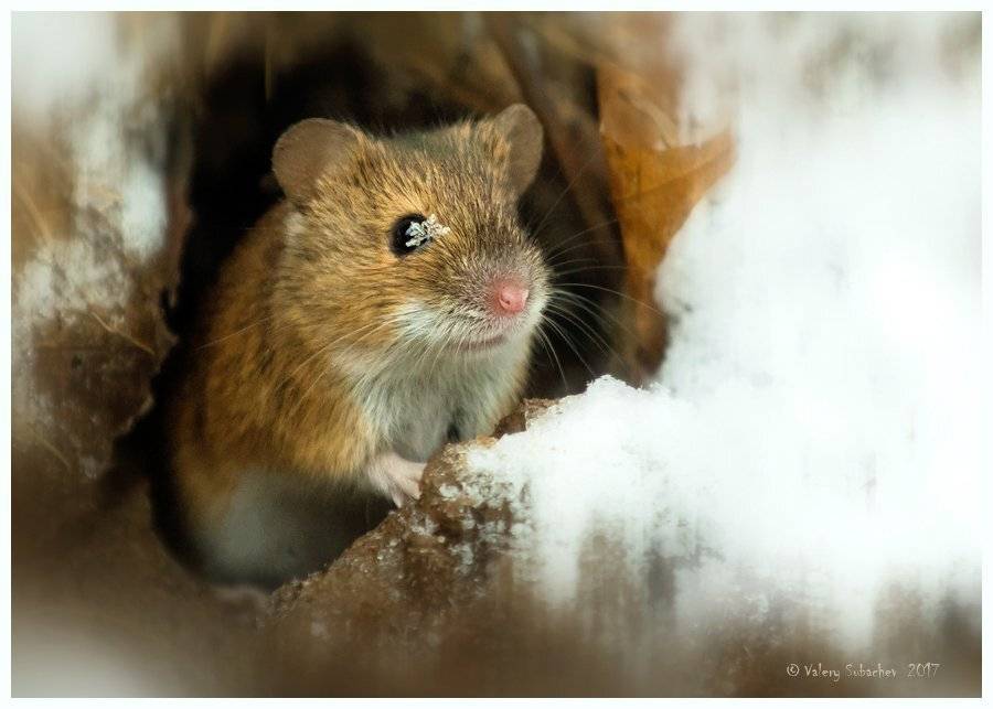 , Валерий Субачев
