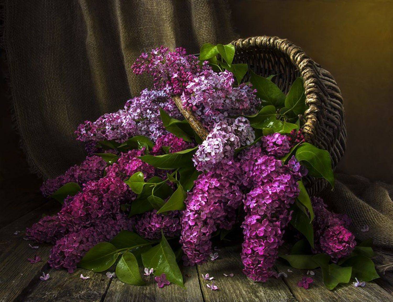 красивый натюрморт с сиренью,искусство,творчество,цветы,художественное фото., Людмила Костюченко