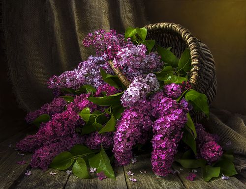 Корзина сирени.