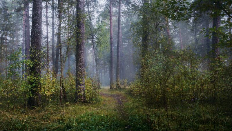лес, сосны, тропинка, утро, туман, дымка, осень Грибная тропинка фото превью