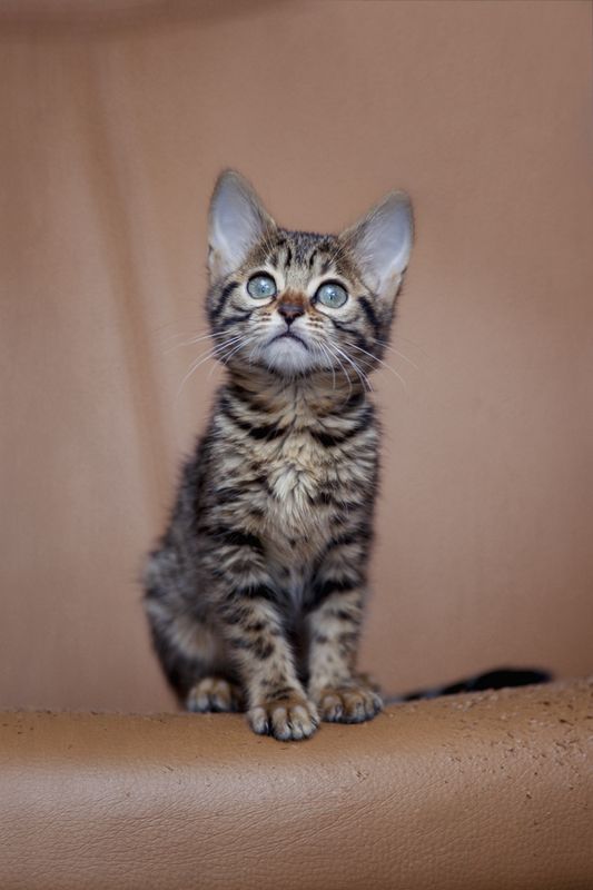 от 2,5  до 11 месяцев. Осталась неделя-две и можно  серию в качестве мамы :) и с потомством :) фото превью