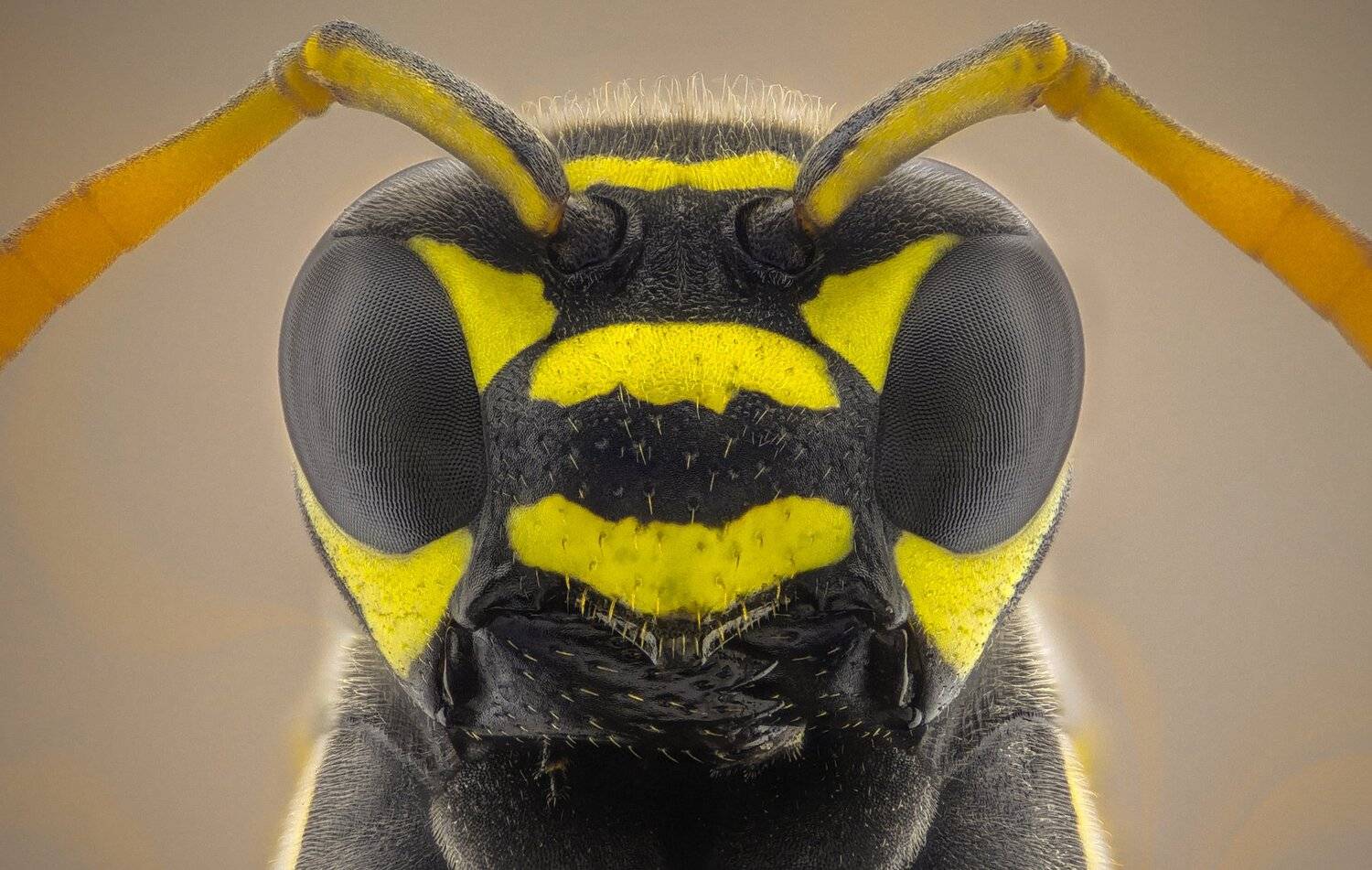 ceclii,macro,lgg4, extrememacro,  макро, Tsvetan Ganev
