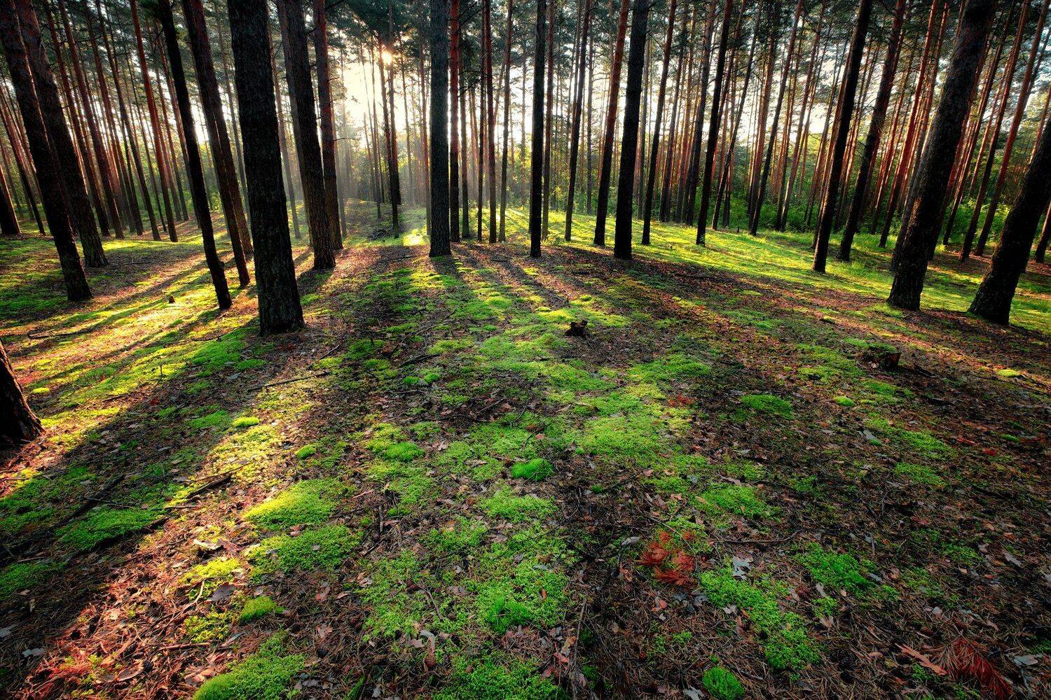 пейзаж, сосны, лес, бор, утро, рассвет, лучи, деревья, мох, солнечно, Андрей Чиж