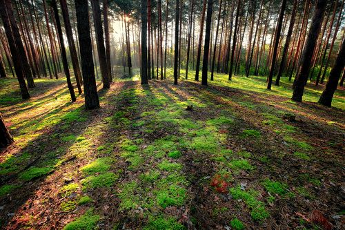 Сосновый бор