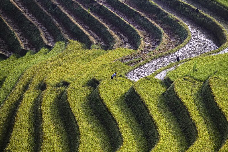 wave of rice фото превью