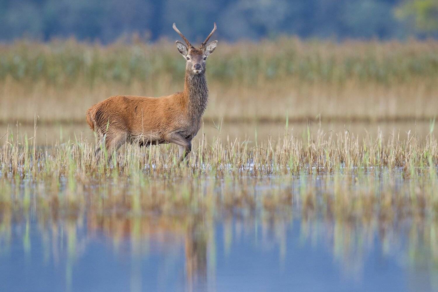 deer, Marcin Kaczmarkiewicz