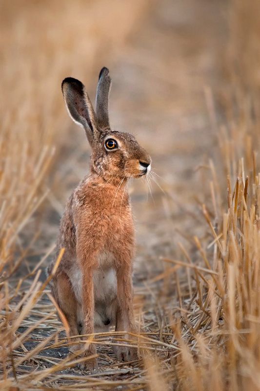..... фото превью