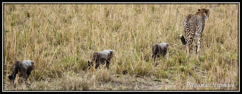 дети ДЕТИ  АФРИКАНСКОЙ САВАННЫ фото превью