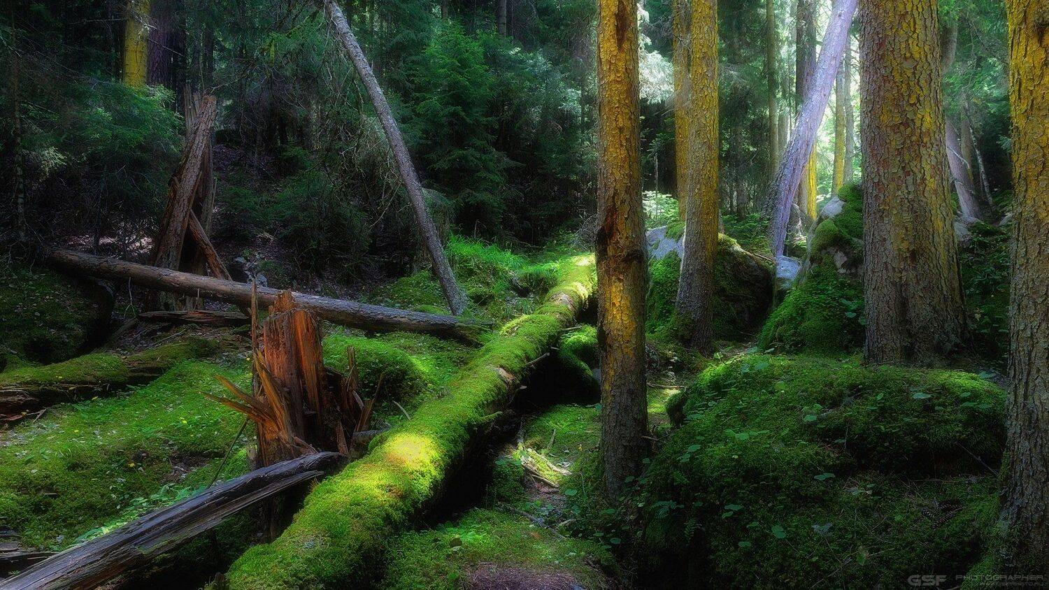 природа лес пейзаж бурелом, Serj Master