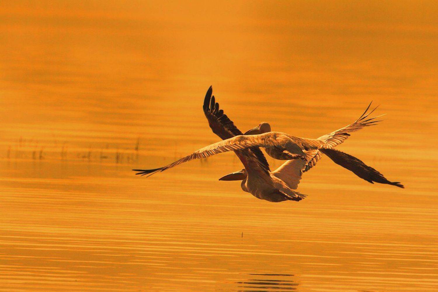 , Silvestr Szab&oacute;