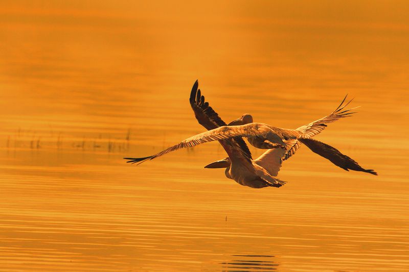 LOVERS фото превью