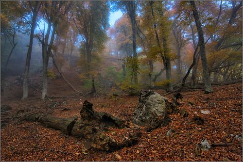 В горном лесу