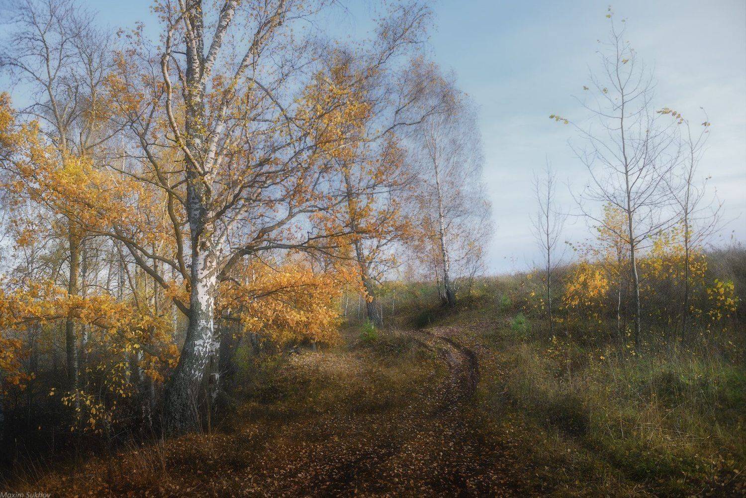 осень, березы, дорога, небо, листья, грязь, клязьма, Максим Сухов