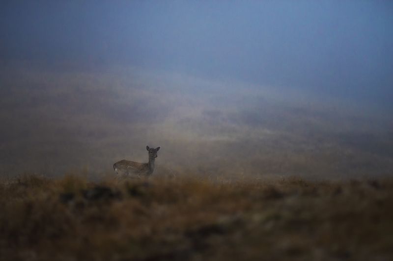 #deer #forest #photohunt #animals #foggy #field Девушка. фото превью