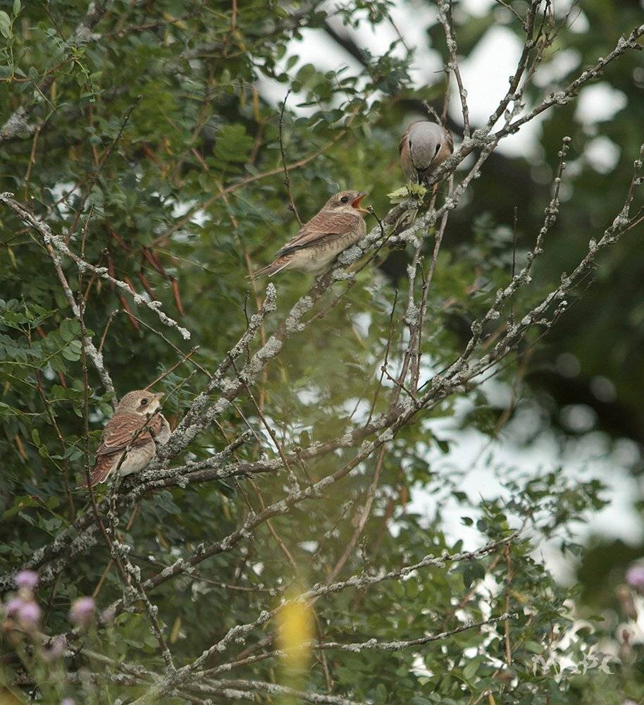 животные птицы жуланы птенцы лето, Шангареев Марс
