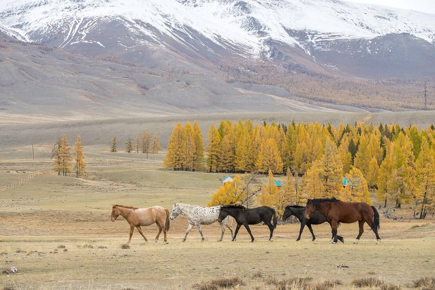 сибирь, алтай, лошадь, горы, осень, Алексей Вымятнин