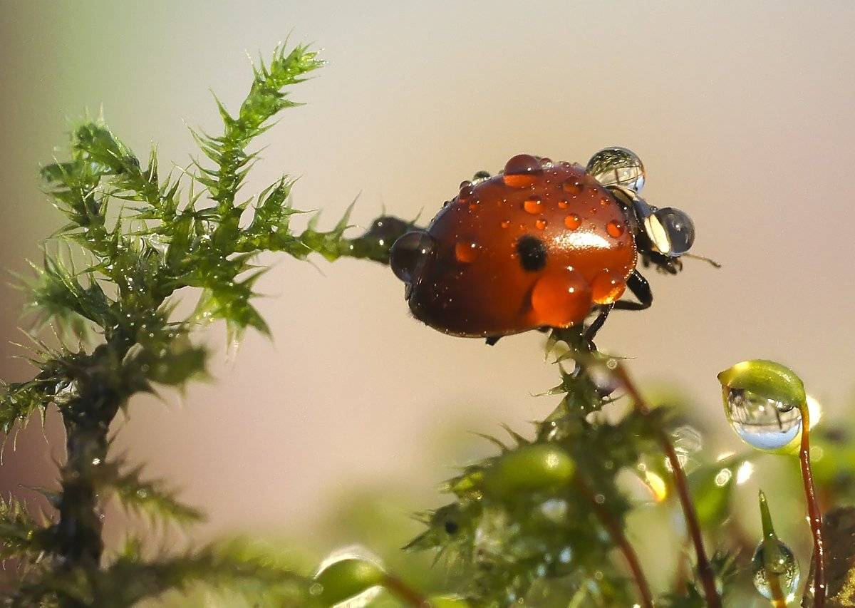 макро,божья коровка,капли, Гарик Соколов