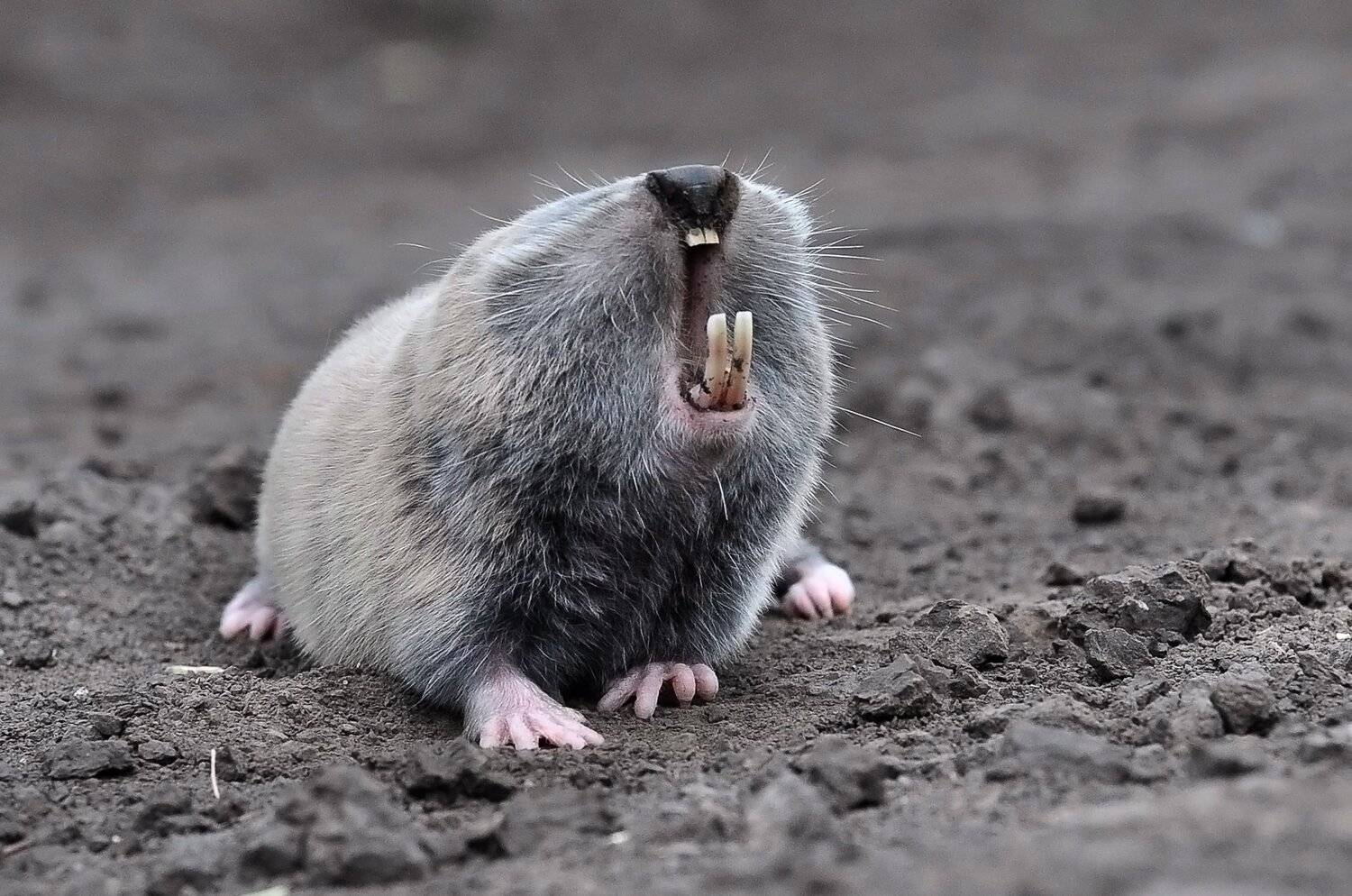 слепыш, млекопитающее., Макеев Алексей