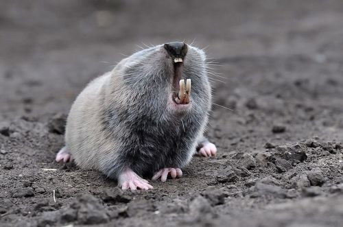 Житель подземелья