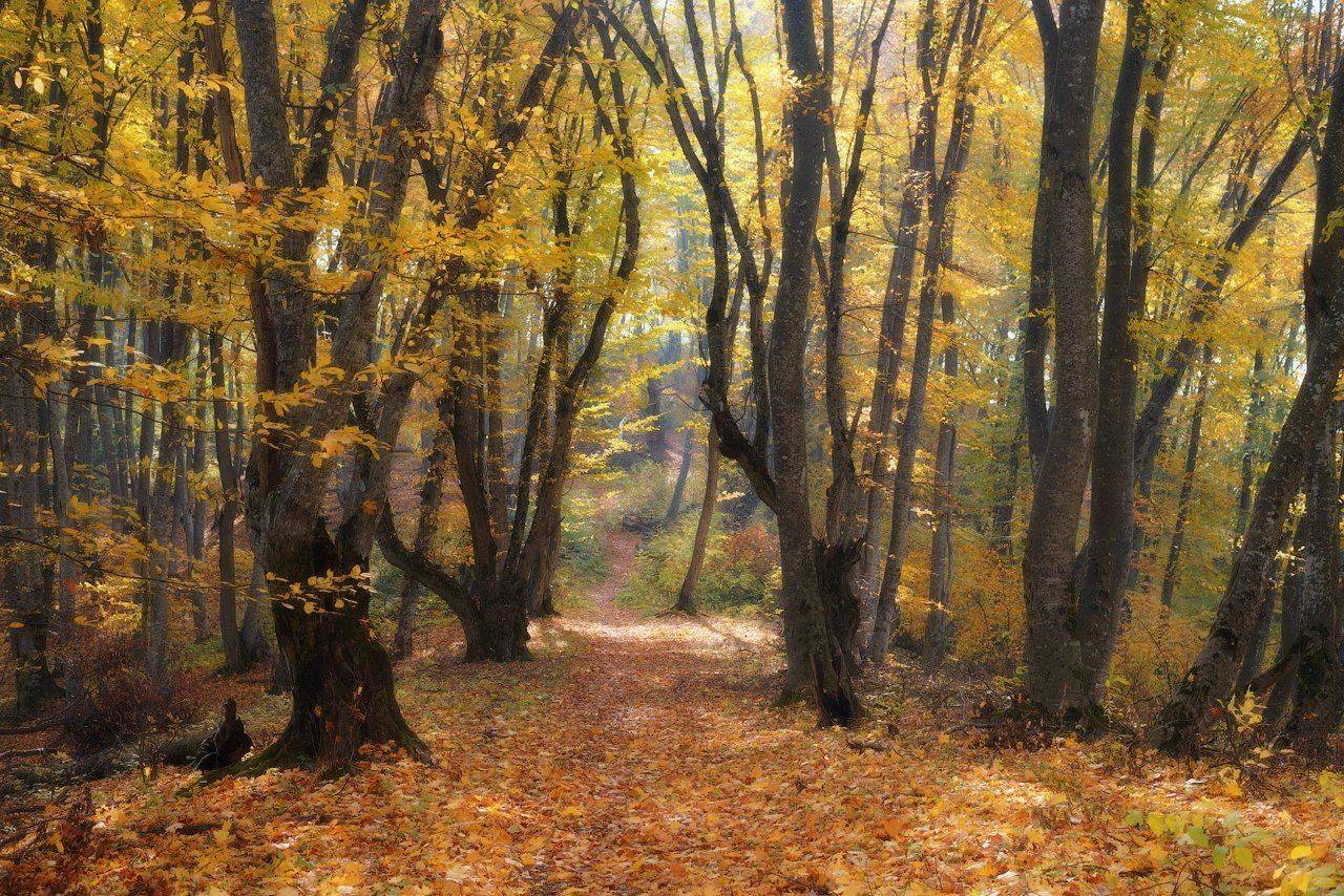 , Шевченко Юрий