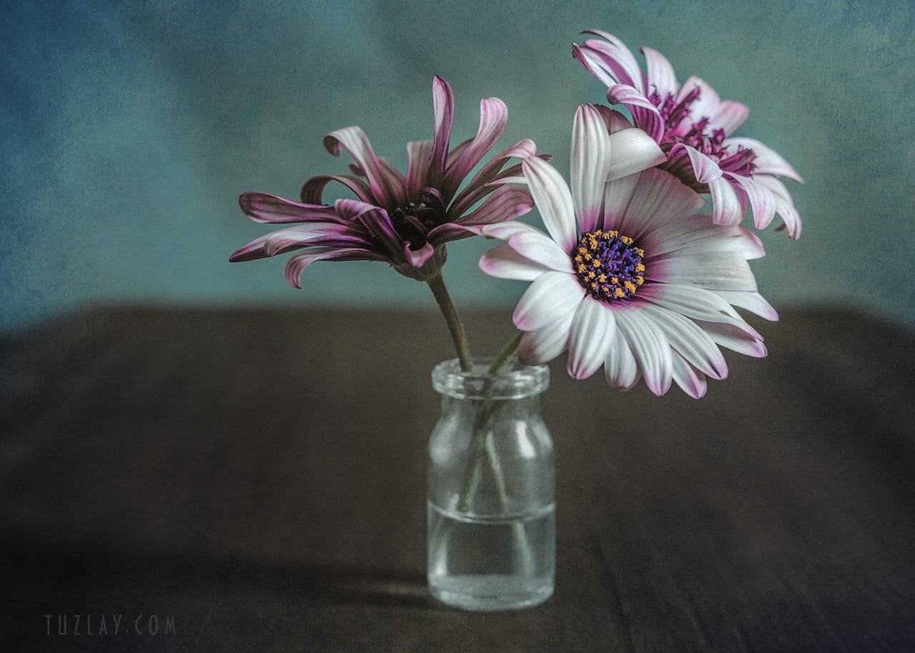 маргаритки, цветы во флаконе, Владимир Тузлай