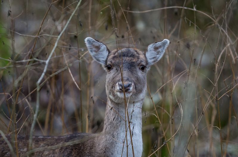 Лань. фото превью
