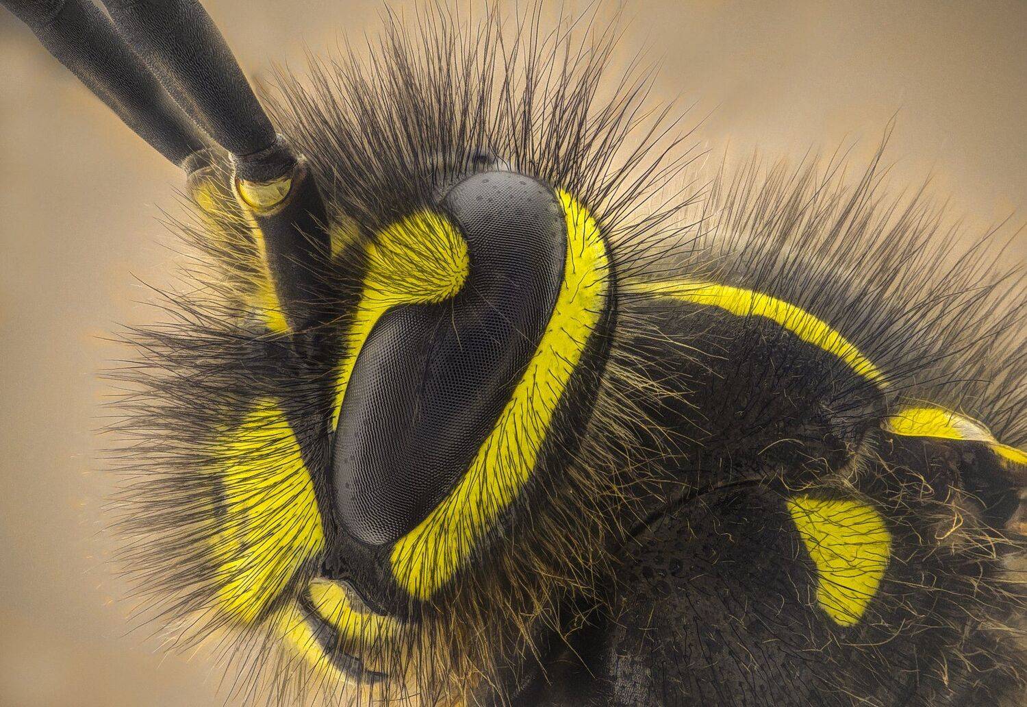 Автор: Tsvetan Ganev ceclii,macro,lgg4, extrememacro, макро, Tsvetan Ganev