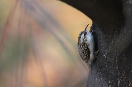 Eurasian treecreeper
