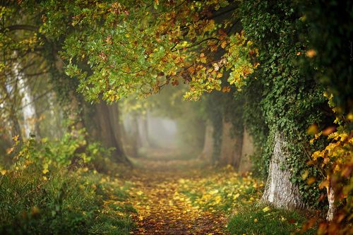 Magic Autumn