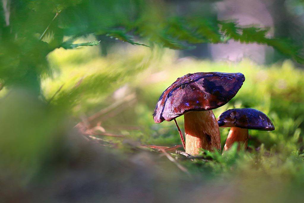  гриб,белый гриб,осень,чаща,листья,ветки,лес,мох,деревья,растения,натура,лето,фон,зеленый,коричневый,красиво,листва,солнечные., Виктор Шнайдер