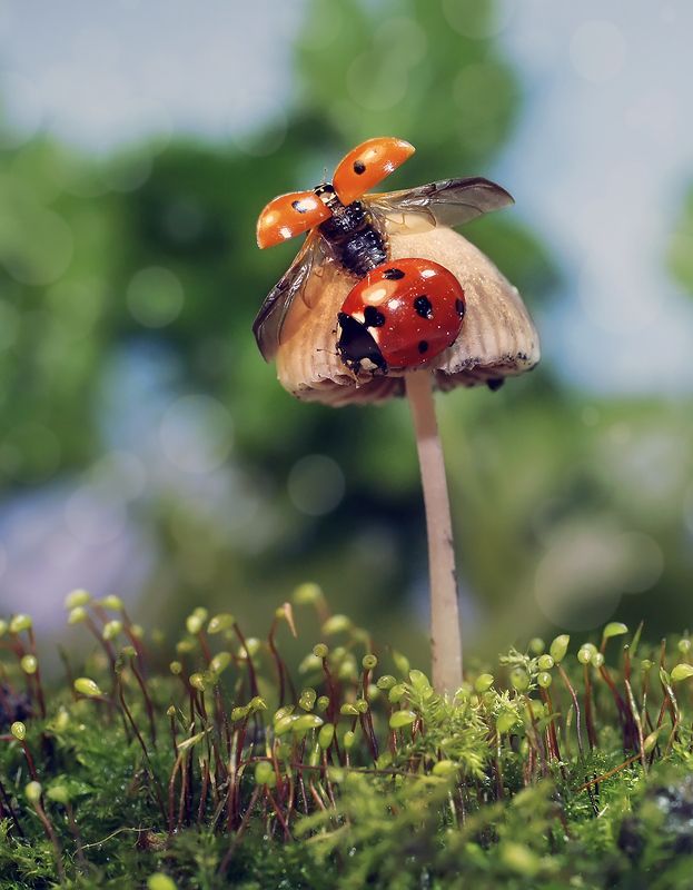 макро,божья коровка, Взлет разрешаю фото превью